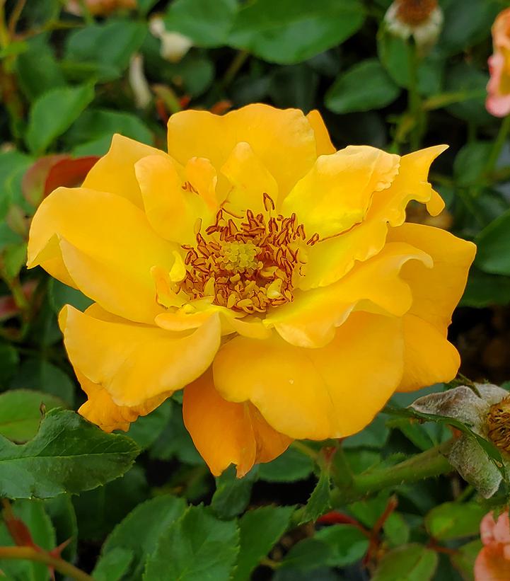 Rosa x Suñorita® (Suñorita® Landscape Rose)