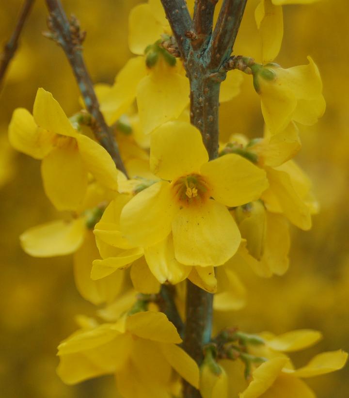 Forsythia Show Off® (Show Off® Forsythia)