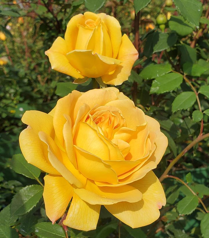Rosa 'Golden Celebration' (Golden Celebration English Rose)