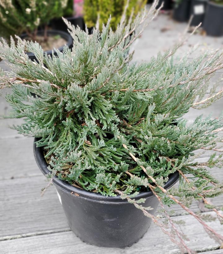 Juniperus horizontalis 'Bar Harbor' (Bar Harbor Creeping Juniper)