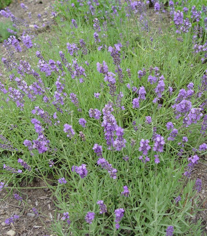 Lavandula ang. Munstead Strain (Munstead Strain Lavender)