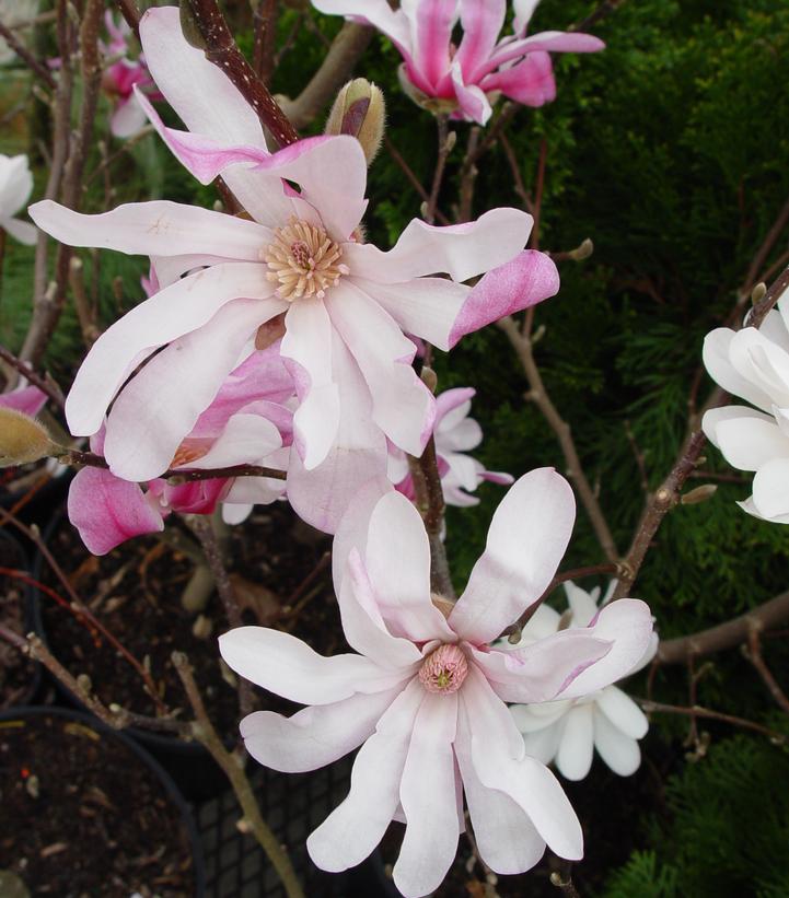 Magnolia X loeb. Leonard Messel (Leonard Messel Magnolia)