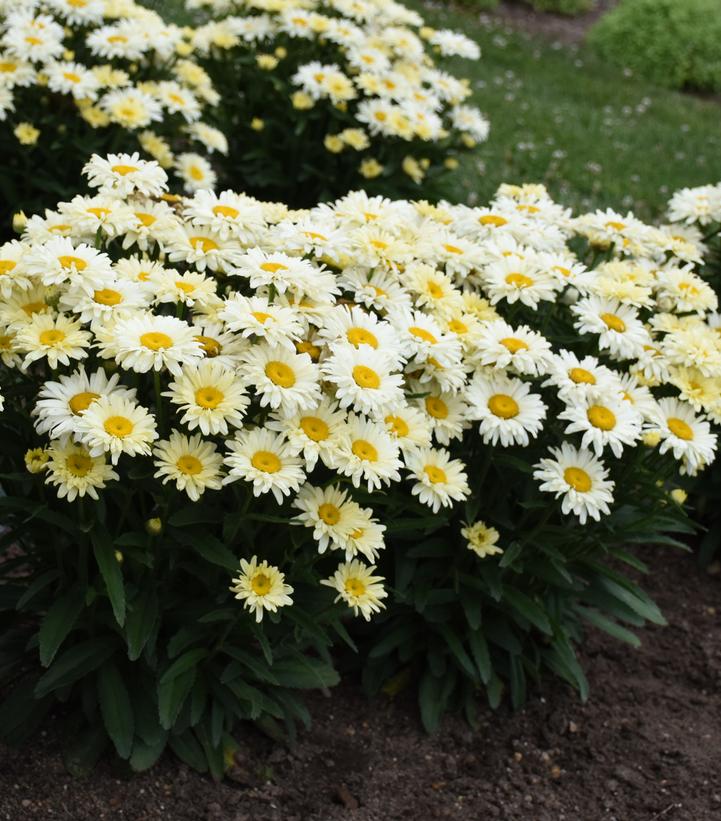 Leucanthemum Amazing Daisies® 'Banana Cream II' (Banana Cream II Shasta Daisy)