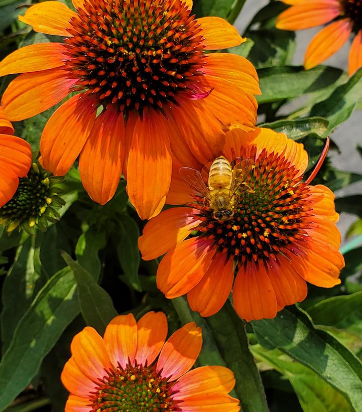 Echinacea x hybrida Artisan™; Soft Orange (Soft Orange Coneflower)