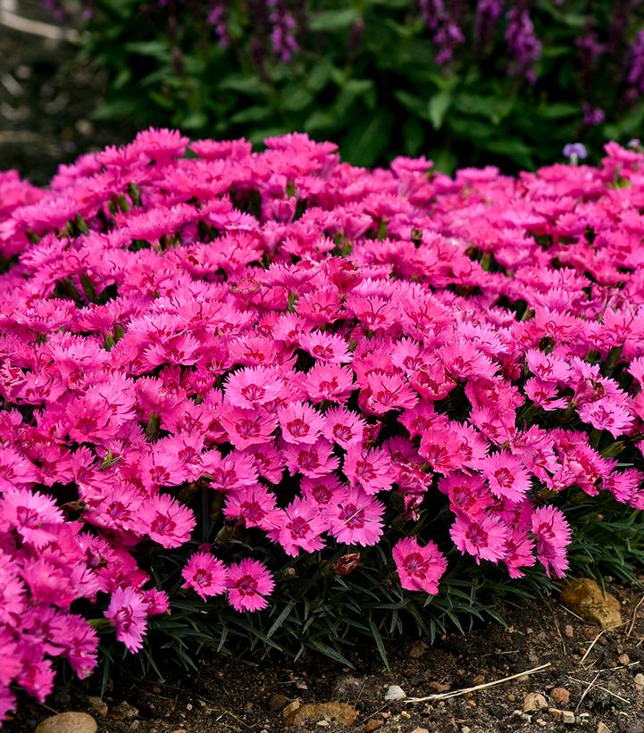 Dianthus hybrid 'Paint the Town Fancy' (Paint the Town Fancy Pinks)