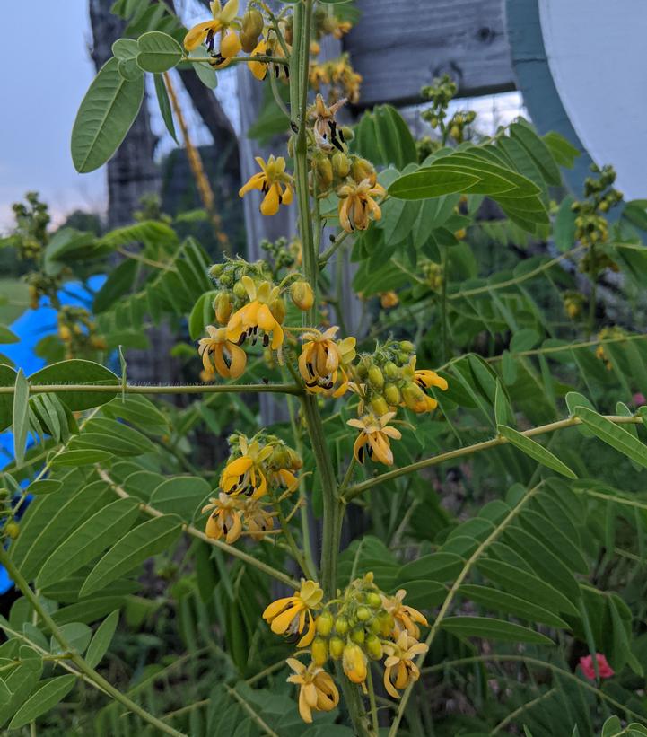 Senna hebecarpa (Wild Senna)