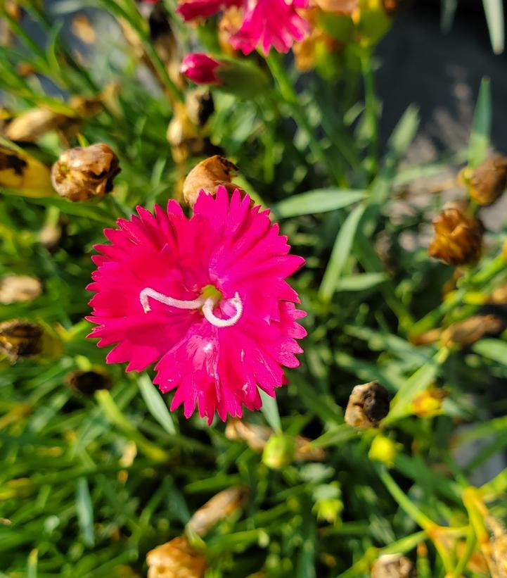 Dianthus hybrid 'Paint the Town Red' (Paint the Town Red Pinks)
