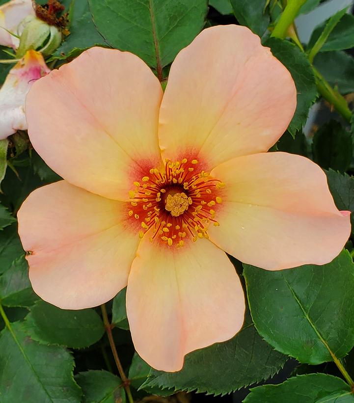 Rosa x Ringo All-Star™; (Ringo All-Star Rose)