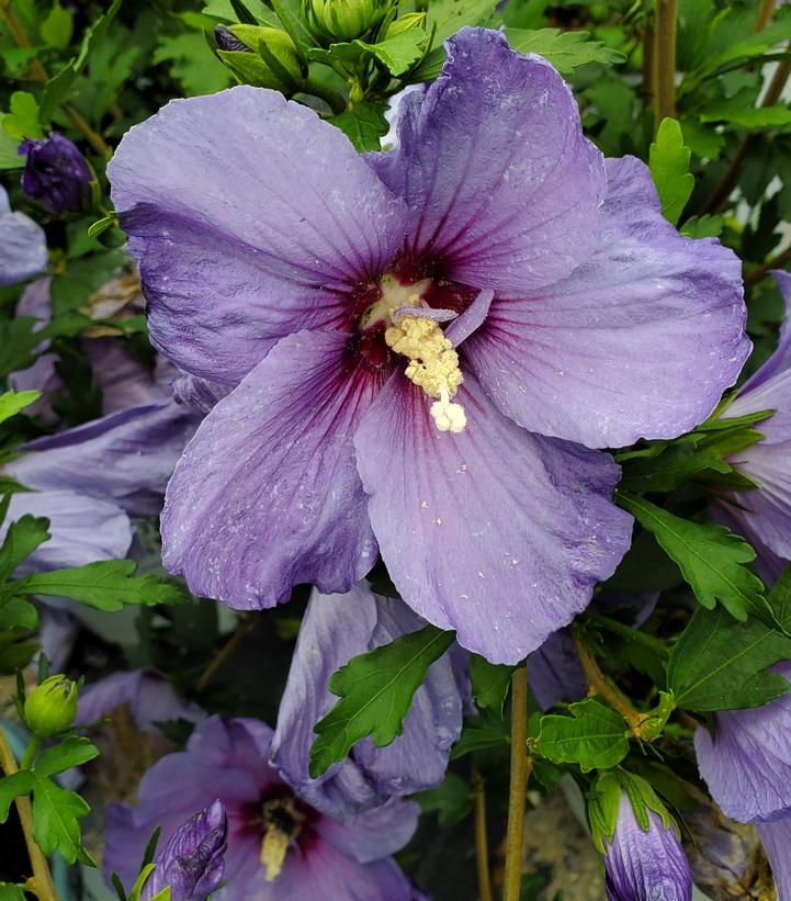 Hibiscus x Paraplu Violet® (Paraplu Violet® Rose of Sharon)