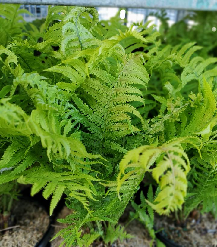 Matteuccia struthiopteris (Ostrich Fern)
