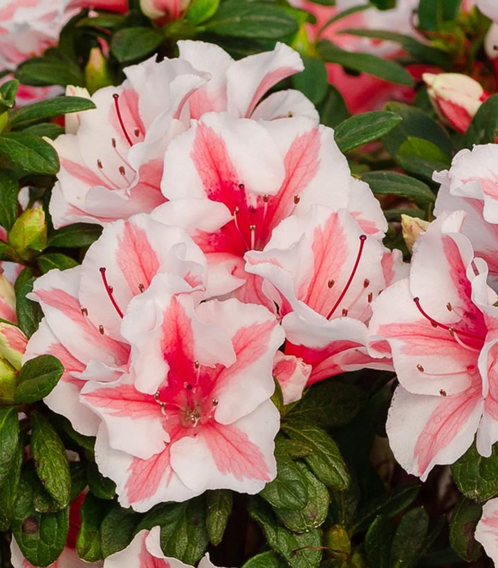 Azalea Encore® Autumn Starburst® (Autumn Starburst® Azalea)