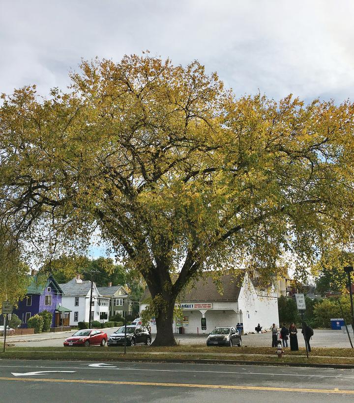 Ulmus americana (American elm)
