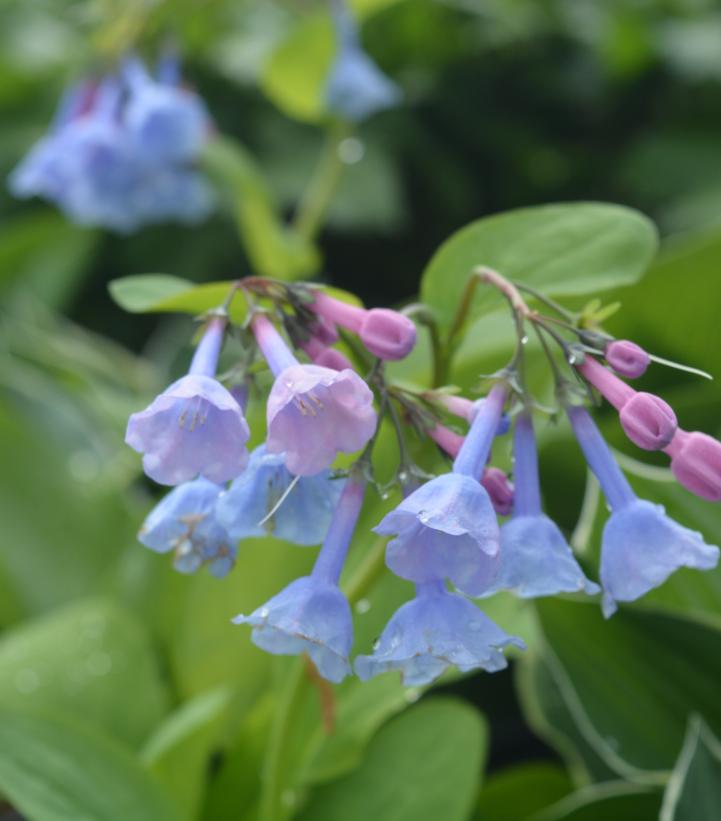 Mertensia virginica (Virginia Bluebells)