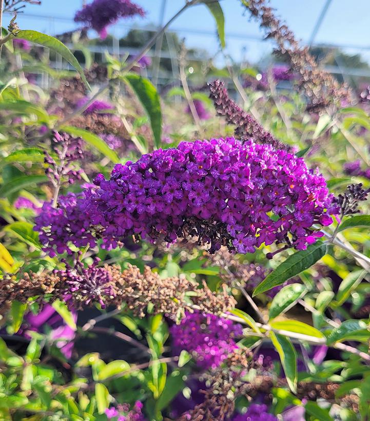 Buddleia davidii Groovy Grape™; (Groovy Grape™; Butterfly Bush)