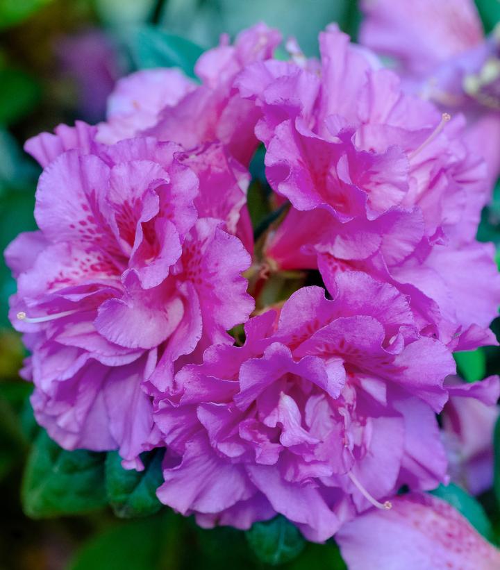 Azalea Encore® Autumn Majesty® (Autumn Majesty® Reblooming Azalea)