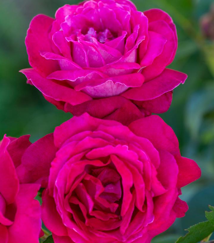 Rosa Sweet Spirit™; (Sweet Spirit™; grandiflora rose)