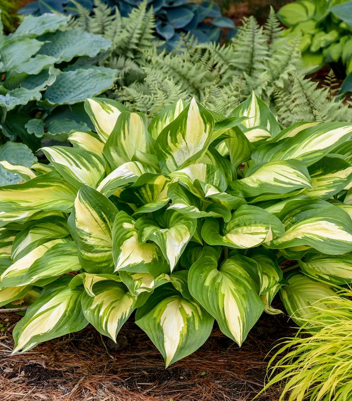 Hosta hybrid 'Miss America' (Shadowland® Miss America Hosta)