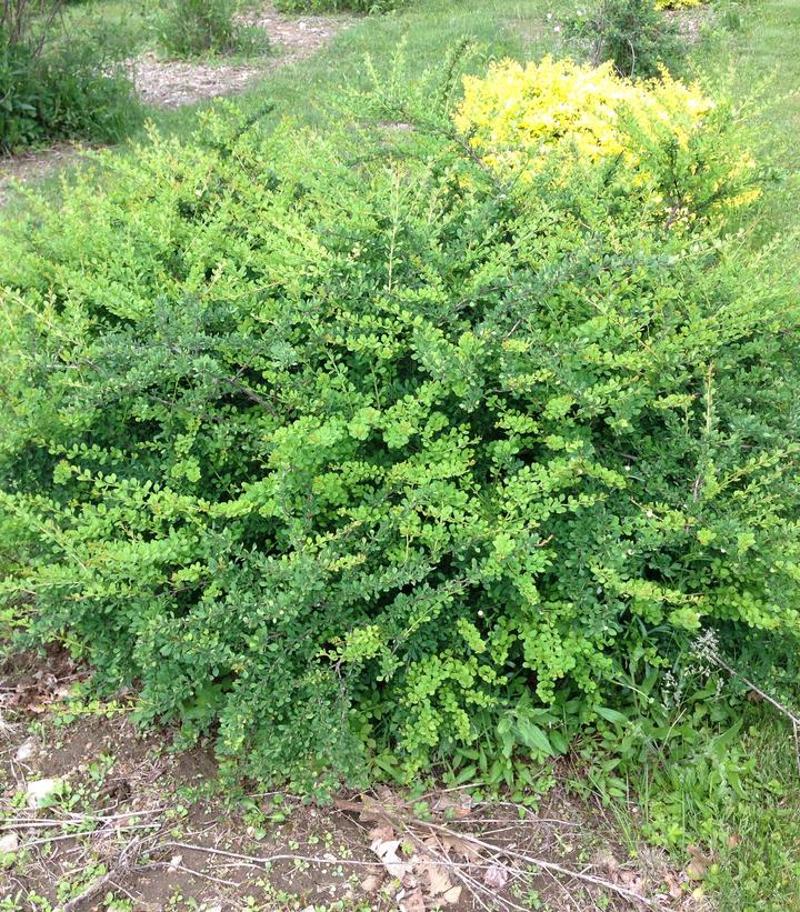 Berberis WorryFree® Mr. Green Genes® (Mr. Green Genes® Barberry)