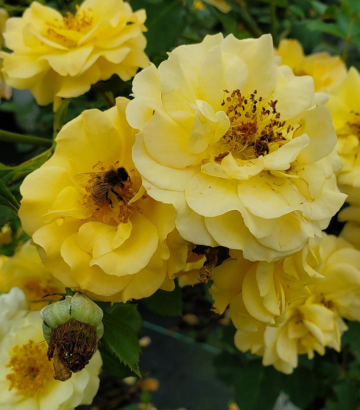 Rosa x Rise Up Amberness® (Rise Up Amberness® Mini Climber Rose)