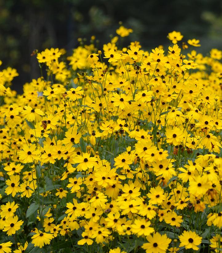 Coreopsis palustris 'Summer Sunshine' (Beadle's Tickseed)
