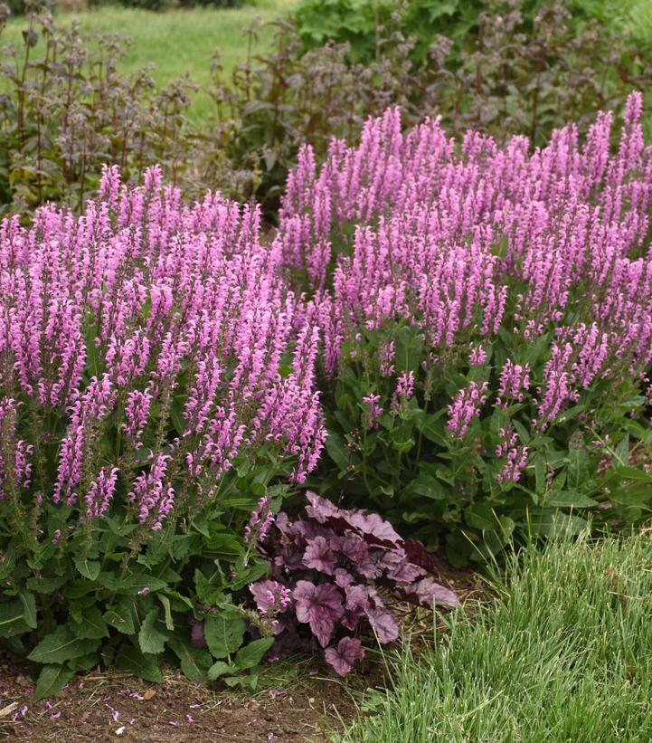 Salvia Color Spires® 'Back to the Fuchsia' (Perennial Salvia)