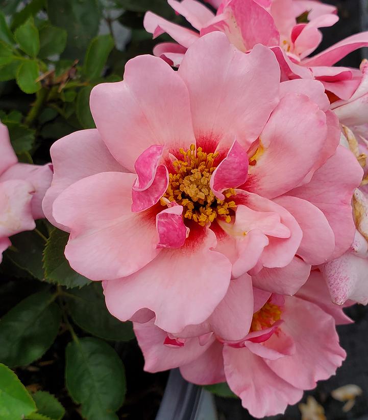 Rosa x Ringo® Double Pink (Ringo® Double Pink Rose)