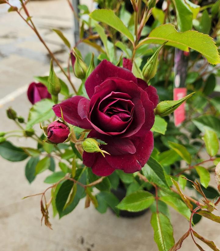 Rosa Burgundy Iceberg (Burgundy Iceberg Floribunda Rose)