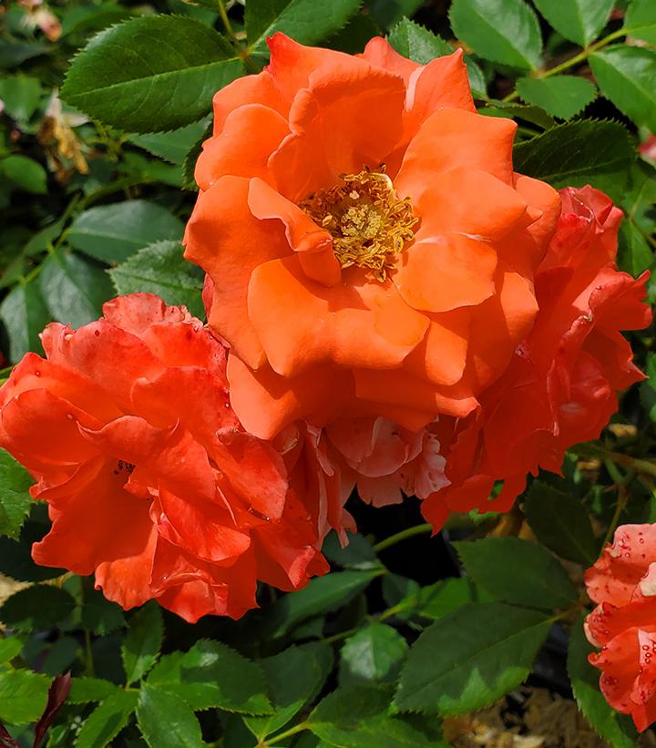 Rosa 'Patriot Dream' (Patriot Dream Shrub Rose)