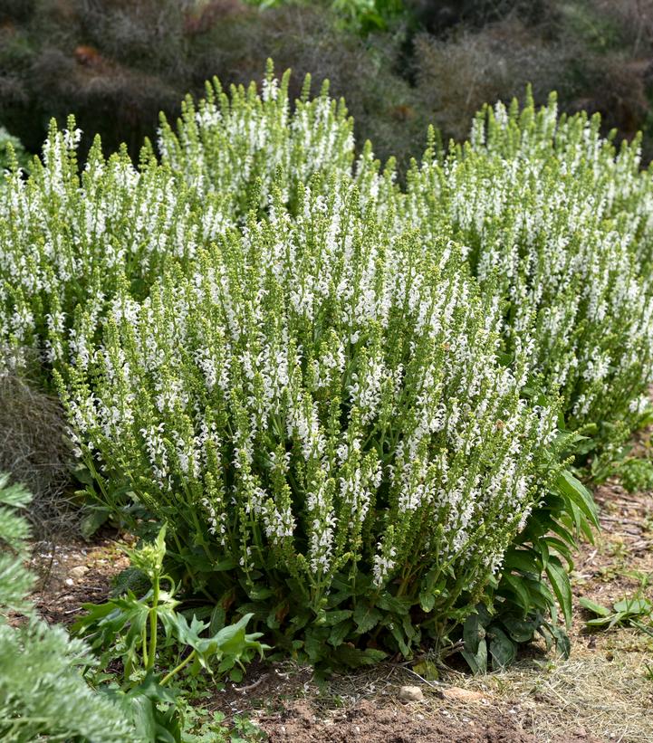 Salvia nemorosa 'White Profusion' ('White Profusion' Perennial Salvia)