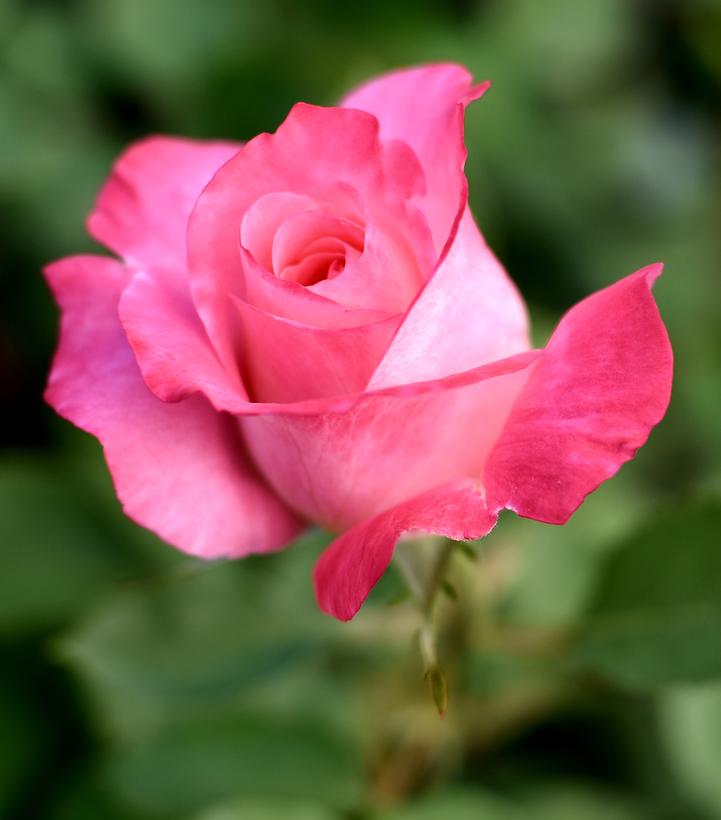 Rosa True Bliss (hybrid tea rose)