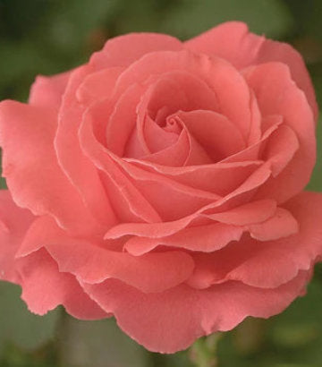 Rosa America™; (America™; Climbing Rose)
