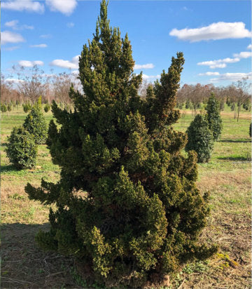 Cryptomeria japonica 'Black Dragon' (Black Dragon Japanese Cedar)