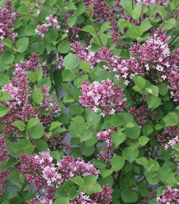 Syringa x Bloomerang® Dwarf Purple (Bloomerang® Dwarf Purple Reblooming Lilac)