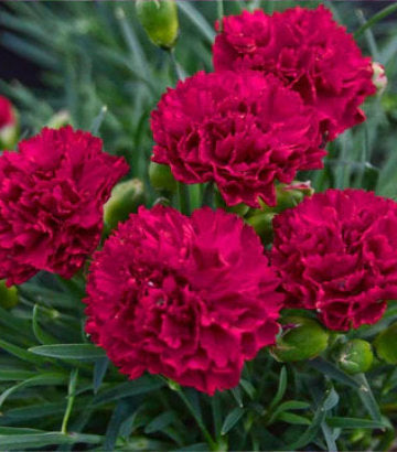 Dianthus hybrid Fruit Punch® Cranberry Cocktail (Cranberry Cocktail Pinks)