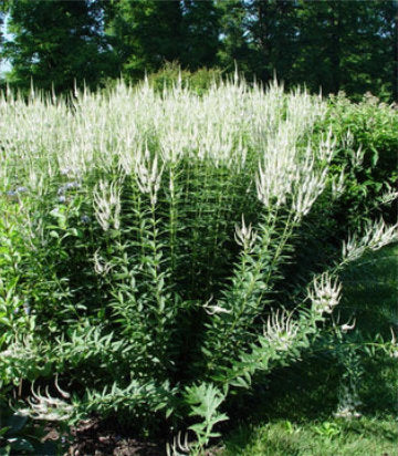 Veronicastrum virginicum (Culver's Root)