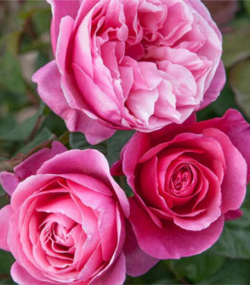Rosa Dee-Lish® (Dee-Lish® Hybrid Tea Rose)