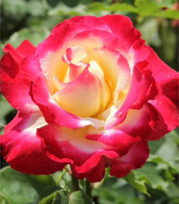 Rosa Double Delight (Double Delight Hybrid Tea Rose)