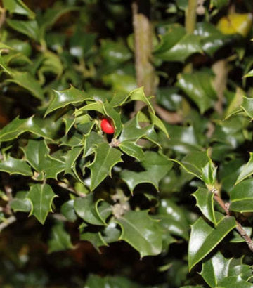Ilex x aquipernyi Dragon Lady (Dragon Lady Holly)