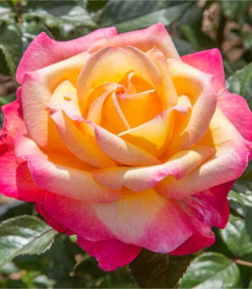 Rosa Enchanted Peace™; (Enchanted Peace™; Hybrid Tea Rose)