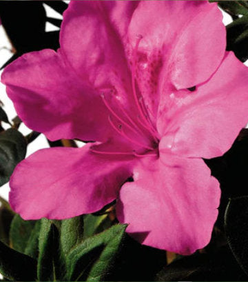 Azalea Encore® Autumn Sangria® (Encore® Autumn Sangria® Reblooming Azalea)