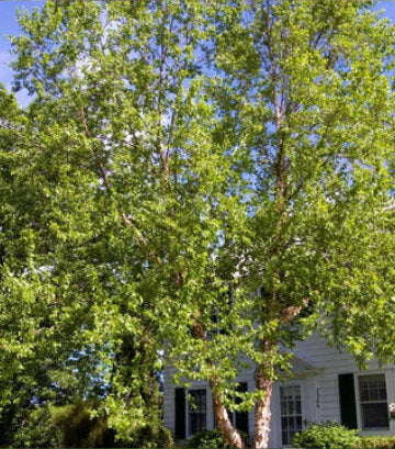 Betula nigra 'Heritage' (Heritage River Birch)