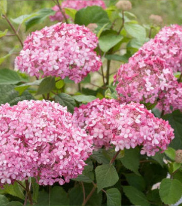 Hydrangea arborescens Invincibelle® Spirit Ⅱ (Invincibelle® Spirit Ⅱ Smooth hydrangea)