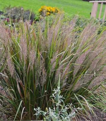Calamagrostis brachytricha (Korean Feather Reed Grass)