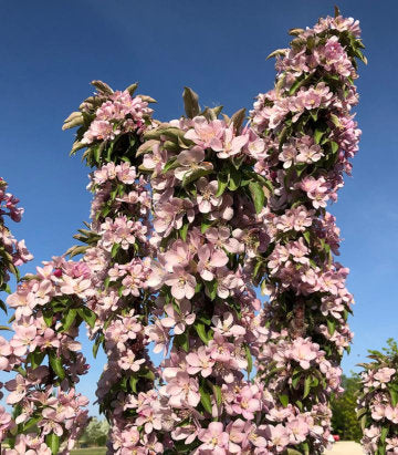 Malus Emerald Spire® (Emerald Spire® Crabapple)