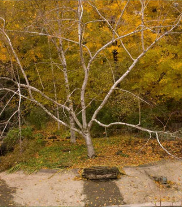 Betula papyrifera (paper birch)