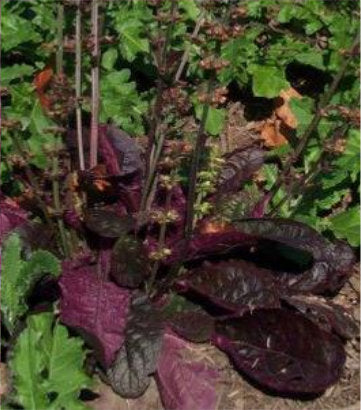 Salvia lyrata 'Purple Knockout' (Purple Knockout Lyre Leaved Sage)