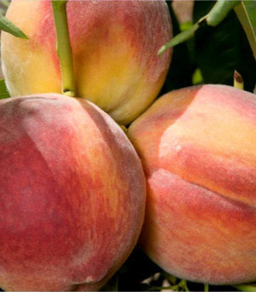 Prunus X Redhaven (Redhaven Peach)
