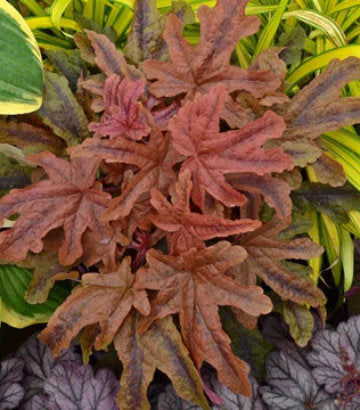 Heucherella hybrid Fun and Games® Red Rover (Red Rover Foamy Bells)