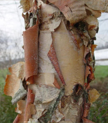 Betula nigra (River Birch)