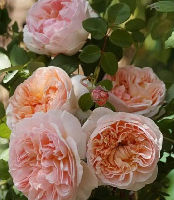 Rosa Evelyn® (English shrub rose)
